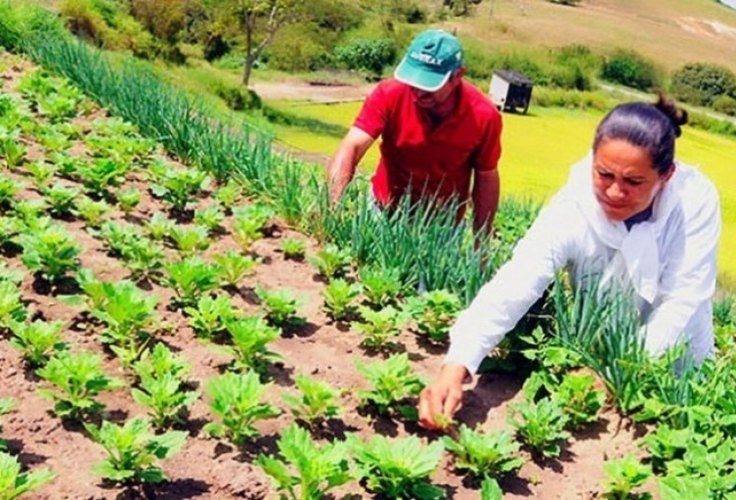 Acordo entre Conab e OCB vai beneficiar agricultor familiar