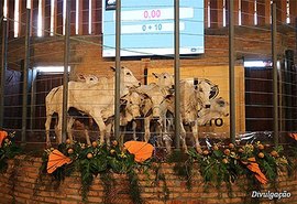 IBC apresenta produtos variados do nelore durante leilão