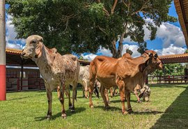 5º Leilão Genética de Berço será totalmente virtual