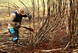 Bolsonaro libera queimadas de cana-de-açúcar em AL