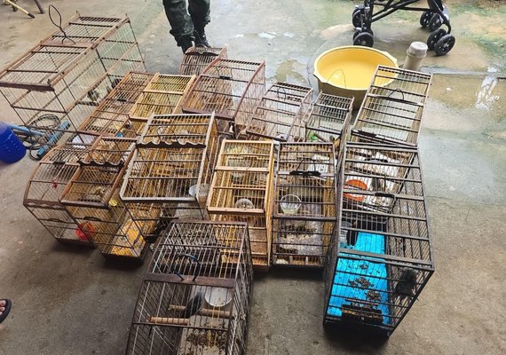 Polícia resgata 89 aves silvestres durante operação no interior de AL