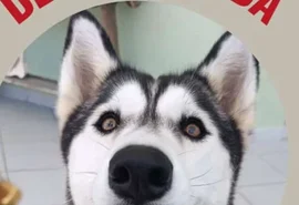 Família busca por cadela Kira desaparecida nas imediações do bairro Boa Vista