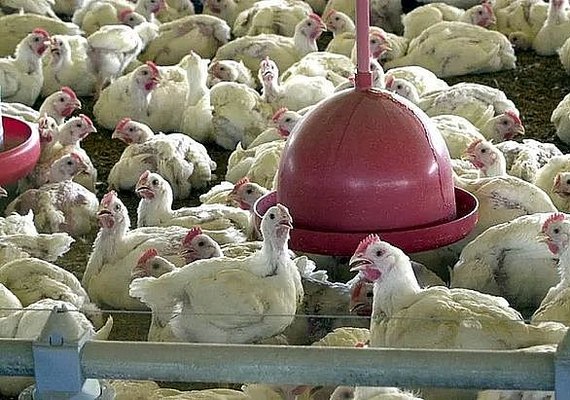 Gripe aviária: 16 países retiram restrições à carne de aves brasileiras
