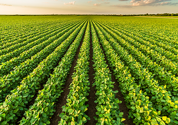 Brasil perto da liderança do agro
