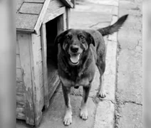 Cão Orelha: por que caso é sigiloso e o que pode ocorrer