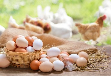 Proteínas animais encerram julho com cenários distintos no mercado brasileiro