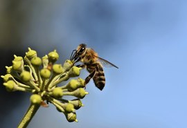 Curso sobre boas práticas na apicultura e agricultura já conta com 7 módulos