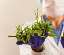 Uso da cannabis medicinal agora é Lei em Alagoas; entenda