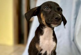 Mais de 100 cachorros estão disponíveis para adoção em abrigo de Teotônio Vilela