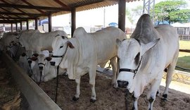 Expoagro/AL tem programação para todo setor