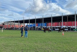 Expoalagoas Genética será palco para o 5º Campeonato Nordestino do Mangalarga Marchador