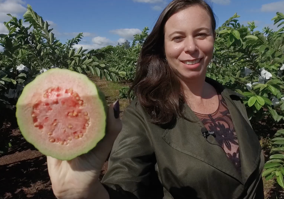 Goiaba produzida no norte do Paraná ganha o mundo