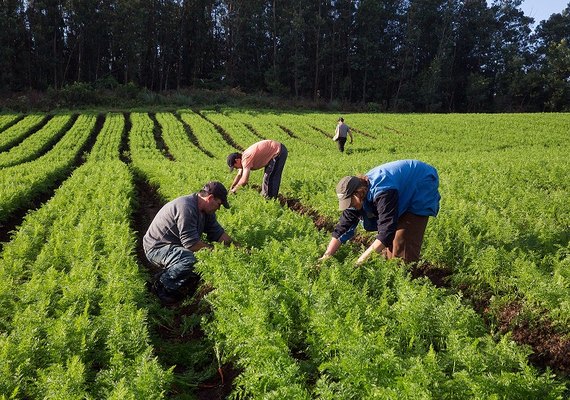 Governo federal libera linhas de crédito emergenciais para agricultores