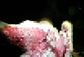 Ataques a animais no Agreste de Alagoas passam a ocorrer no início da noite