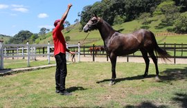 Tropa Alagoas Quarter Horse alia beleza e funcionalidade do QM de vaquejada