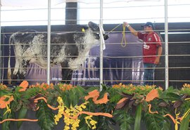 Leilão Mais Leite oferta genética gir e girolando na Expoagro/AL