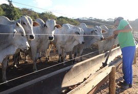 Hotel do boi: o primeiro confinamento coletivo para bovinos em Alagoas