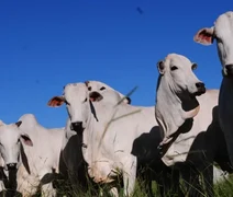 Cooperativa aponta crescimento do mercado de carnes nobres no Brasil