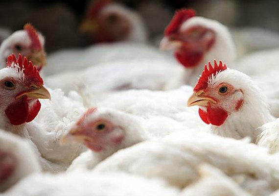 OMC abre painel sobre importações para Indonésia