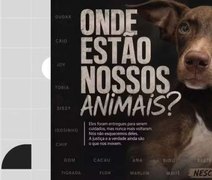 22 cães desaparecem após serem levados para abrigo em Pernambuco