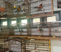 Cetas recebe 42 aves apreendidas em condições de maus-tratos no aeroporto