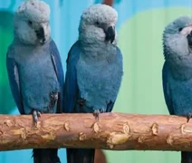 Últimas ararinhas-azuis livres são infectadas por vírus incurável após falhas em criadouro na Bahia