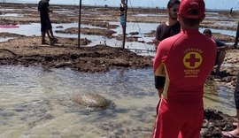 Bombeiros realizam resgate de tartaruga marinha presa ao lado do Marco dos Corais