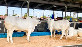 Julgamentos de animais têm início nesta terça (25) no Parque da Pecuária