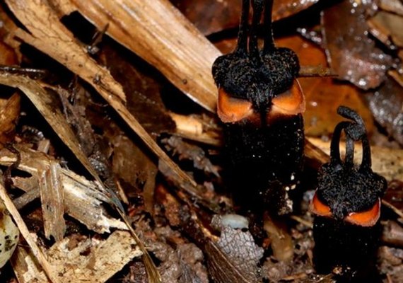 ‘Flor do diabo’ rara é descoberta sob o solo em parque nacional