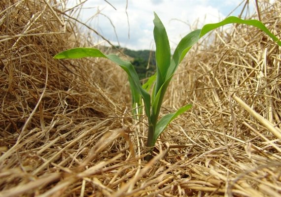 Plantio direto contribui com menos emissões no Cerrado