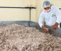 Coopaiba processa 600 mil quilos de coco e supera 1,2 milhão de frutos