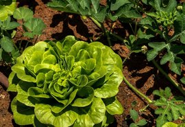 Produção de folhosas passa a ter regras