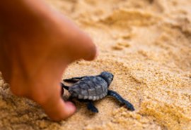 Mais de 100 tartarugas são soltas na praia de Guaxuma