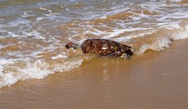 IMA alerta população sobre conduta ao encontrar peixes-boi e tartarugas nas praias de Alagoas