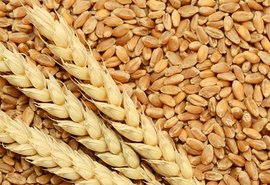 Importações de trigo crescem 13% no Brasil