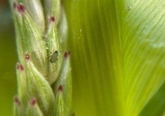 Saiba como controlar o 'pulgão'