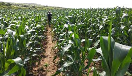 CPLA firma parceria para ampliar produção de milho