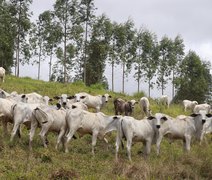 Pastejo ultra adensado conquista espaço em Alagoas