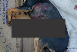 Pitbull solto mata pinscher na frente de criança em AL