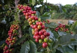 Preço do café sobe com atraso na colheita brasileira