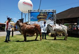 Pecuaristas vão apresentar potencial genético do rebanho na 72ª Expoagro/AL