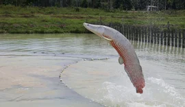 Ibama classifica pirarucu como espécie invasora fora da Amazônia