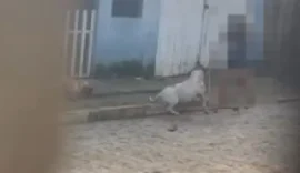Pitbull mata cachorro em Arapiraca; moradora acusa tutora de negligência