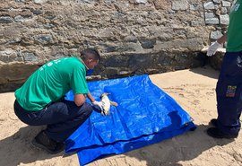 Pinguim é encontrado morto na praia de Riacho Doce, em Maceió