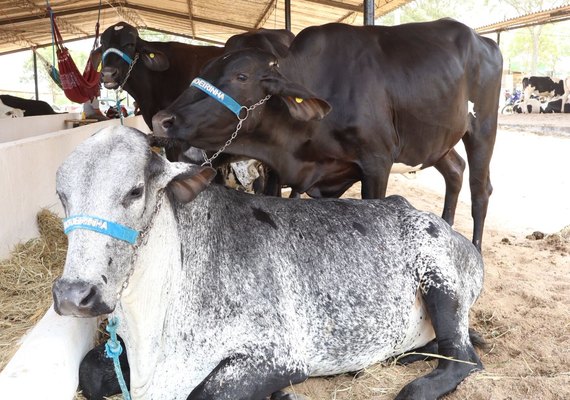 Mesmo com queda no rebanho, leite gera R$ 1,3 bilhão em Alagoas em 2024
