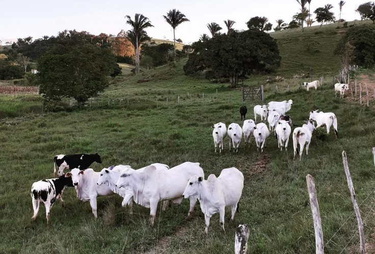 Crédito para bovinocultura de corte cresce 212% entre agricultores familiares alagoanos