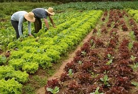 Saiba a importância da agricultura familiar para o agro