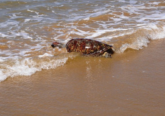 IMA alerta população sobre conduta ao encontrar peixes-boi e tartarugas nas praias de Alagoas