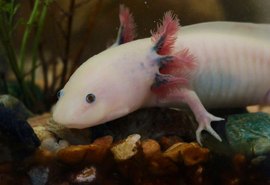Fósseis de espécie de axolote de 4 milhões de anos são descobertos no México