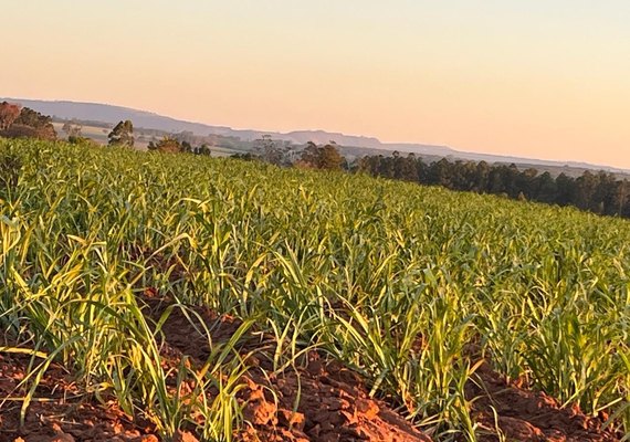 Estudo revela que expansão da área plantada de cana para produção de etanol pode anular ganhos ambientais